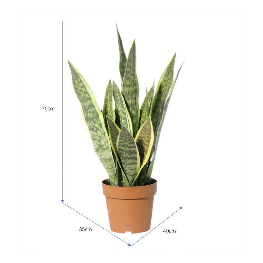 Potted Artificial Mother-In-Law'S Tongue Snake Plant 70cm