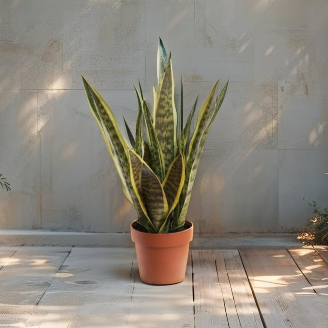 Potted Artificial Mother-In-Law'S Tongue Snake Plant 70cm