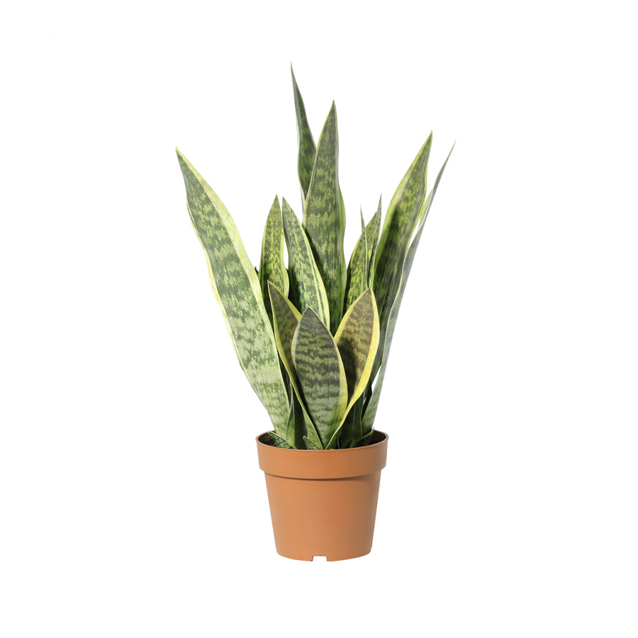 Potted Artificial Mother-In-Law'S Tongue Snake Plant 70cm