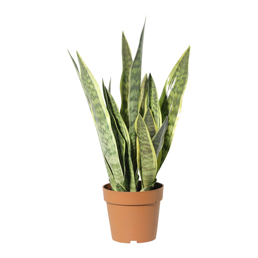 Potted Artificial Mother-In-Law'S Tongue Snake Plant 70cm